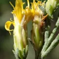 John Cowles · CC0 1.0 · GBIF