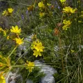 Michael D. Pirie · CC BY 4.0 · GBIF