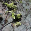 Melissa Doherty · CC0 1.0 · GBIF