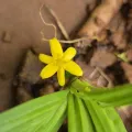 Ramesh Shenai Jr. · CC BY 4.0 · GBIF