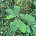 Alan Weakley · CC0 1.0 · GBIF