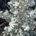 pimelea · CC BY 4.0 · GBIF