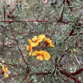 prossington · CC BY 4.0 · GBIF
