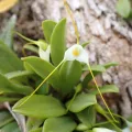 Josh Noseworthy · CC BY 4.0 · GBIF