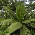 Ashwin A · CC BY 4.0 · GBIF