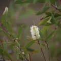 Martin Rady · CC BY 4.0 · GBIF