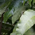 avocat · CC BY 4.0 · GBIF