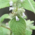 Bill Levine · CC BY 4.0 · GBIF