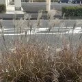 岸本年郎 · CC BY 4.0 · GBIF