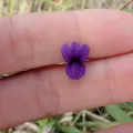 Karen Eichholz · CC BY 4.0 · GBIF