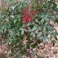 Kathy Richardson · CC BY 4.0 · GBIF