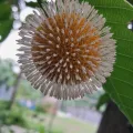 Sandipan Das · CC BY 4.0 · GBIF