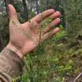 Lucas Christofides · CC BY 4.0 · GBIF
