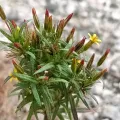 Guillaume Delaitre · CC BY 4.0 · GBIF