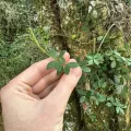 Peter Quakenbush · CC BY 4.0 · GBIF
