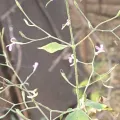Raja Sekhar Chimirala · CC BY 4.0 · GBIF