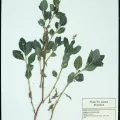 Albion R. Hodgdon Herbarium, University of New Hampshire · CC0 1.0 · GBIF