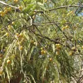 Raja Sekhar Chimirala · CC BY 4.0 · GBIF