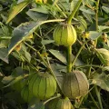 Sinaloa Silvestre · CC0 1.0 · GBIF