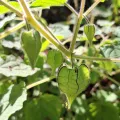Denis Zabin · CC BY 4.0 · GBIF