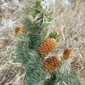Jane Weeden · CC BY 4.0 · GBIF