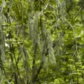 Siddarth Machado · CC BY 4.0 · GBIF