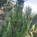 davidbroadland · CC0 1.0 · GBIF