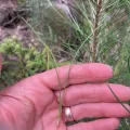 Matt Scott · CC BY 4.0 · GBIF