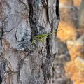 Jeff Clark · CC BY 4.0 · GBIF