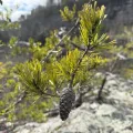 Hill Craddock · CC BY 4.0 · GBIF