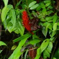 Esteban Poveda · CC BY 4.0 · GBIF