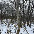 Stanislav Murashkin · CC BY 4.0 · GBIF