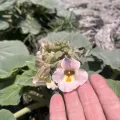 Cody Stricker · CC BY 4.0 · GBIF