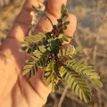 Eduardo Luis Beltrocco · CC BY 4.0 · GBIF