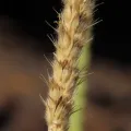 dune_ninja · CC0 1.0 · GBIF