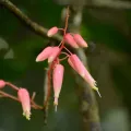 Siddarth Machado · CC BY 4.0 · GBIF