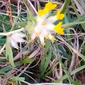 Bob Helson · CC0 1.0 · GBIF