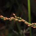 Thomas Mesaglio · CC BY 4.0 · GBIF