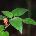 Dennis Vollmar · CC BY 4.0 · GBIF