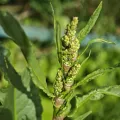Igor Balashov · CC BY 4.0 · GBIF