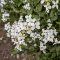 betony13 · CC BY 4.0 · GBIF