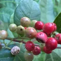 Jill DeVito, PhD · CC0 1.0 · GBIF