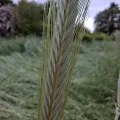 Jochen Essig · CC BY 4.0 · GBIF