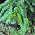 Ryan Donnelly · CC BY 4.0 · GBIF