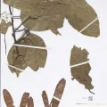 Naturalis Biodiversity Center · CC0 1.0 · GBIF