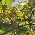 Sagnik Dutta Roy · CC BY 4.0 · GBIF