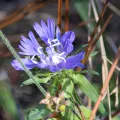 Lauren McLaurin · CC BY 4.0 · GBIF
