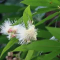 amantedarmanin · CC BY 4.0 · GBIF