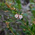 grampianshiker · CC BY 4.0 · GBIF