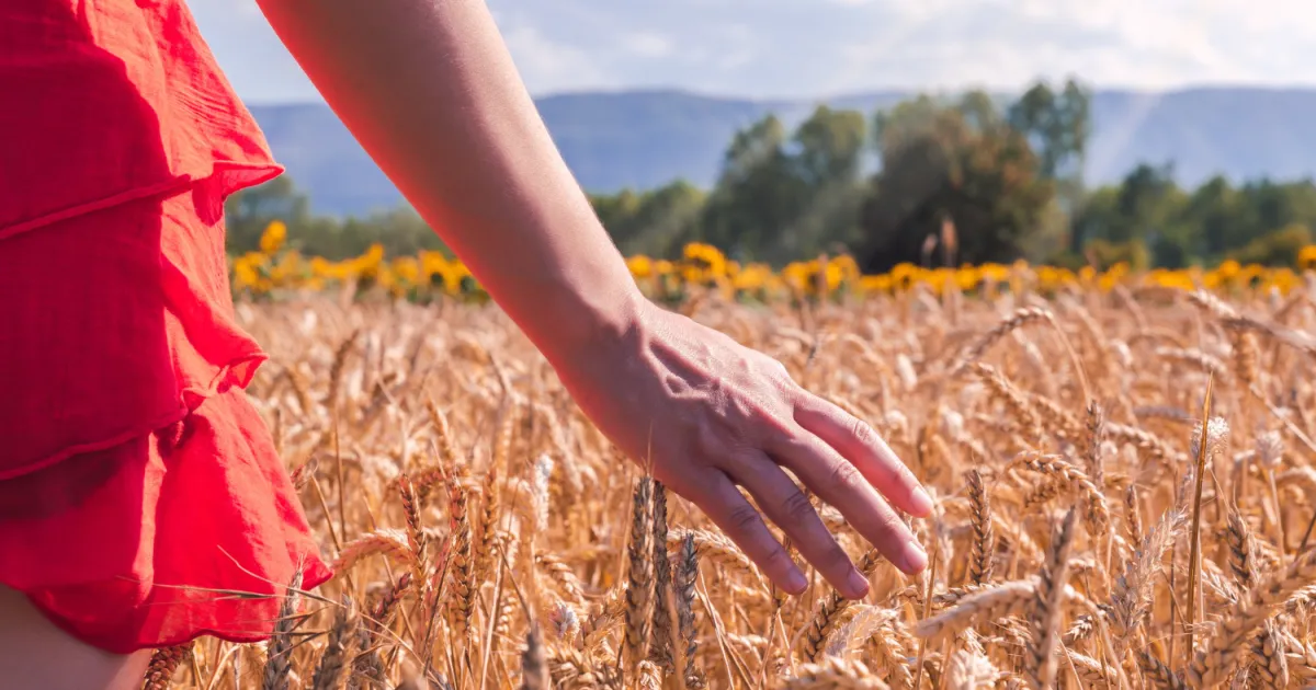 Как агрохолдинг LANDEX AGRO возрождает земли Харьковщины после деоккупации